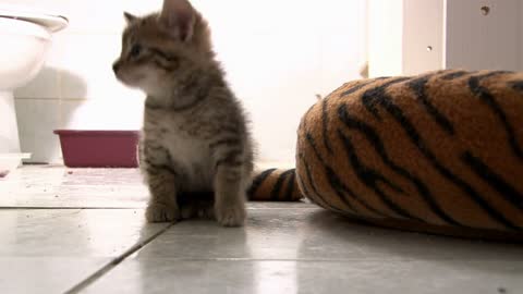 Kitten Standing in Bathroom