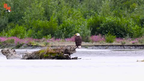 Bald Eagle Adventure