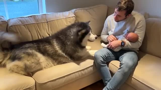 Alaskan Malamute Meets Newborn Baby! And The Cat Too!! (So Cute!!)