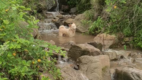 Dog enjoy in River