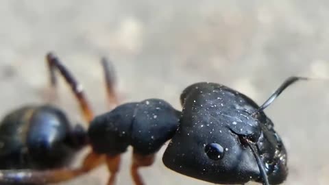 Ant Video HD