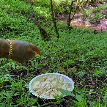 Persianfood /"special potato" or "chiken straganoff"