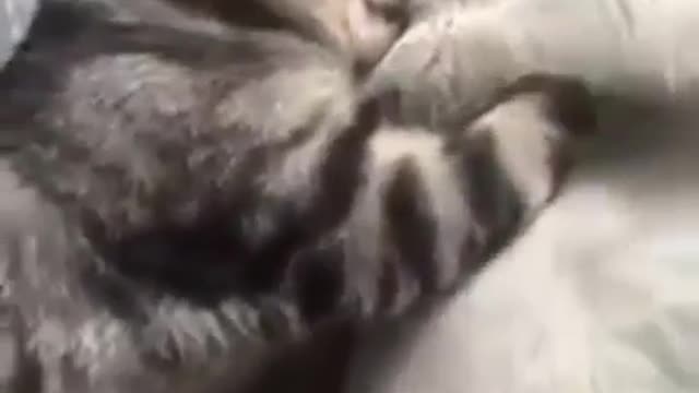 funny & cute animals