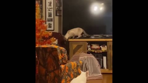 Instant Happiness | Newest Funny Cats and Dogs Videos to Turn Your Frown Upside Down! 😂🐶