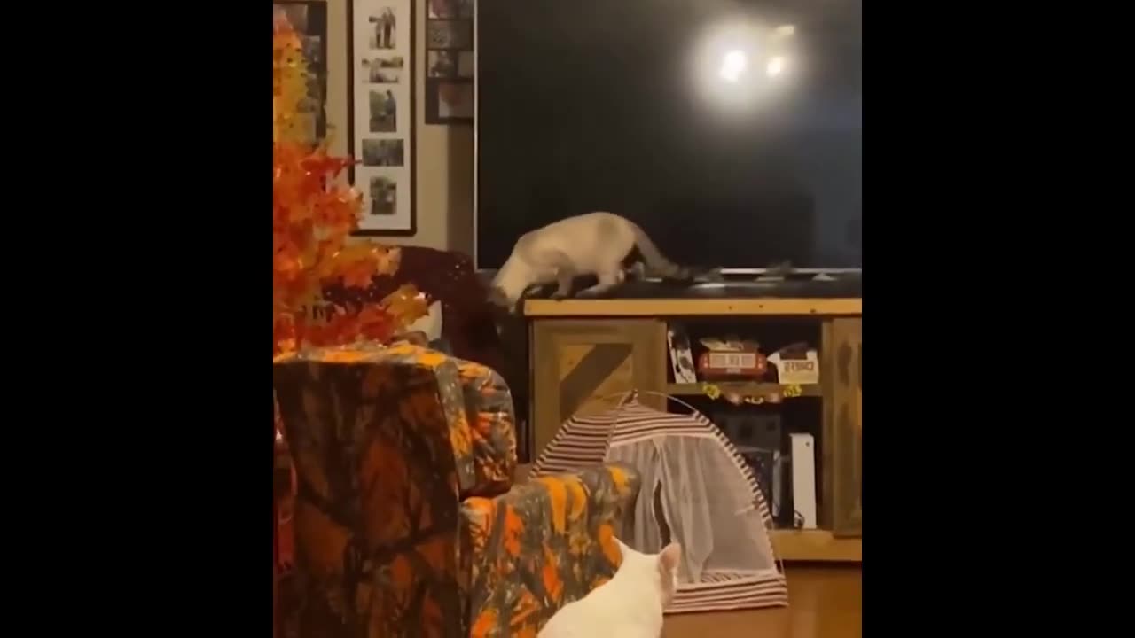 Instant Happiness | Newest Funny Cats and Dogs Videos to Turn Your Frown Upside Down! 😂🐶
