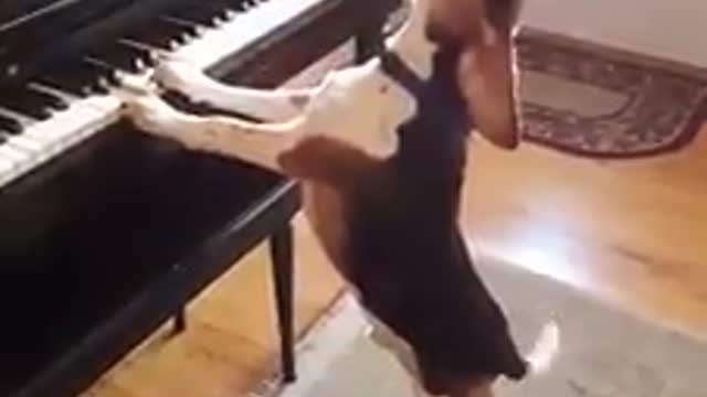 dog singing and playing the piano