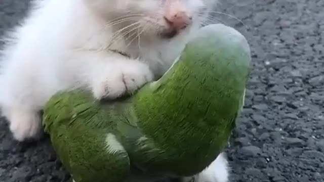 Parrot plays with the cute baby cat