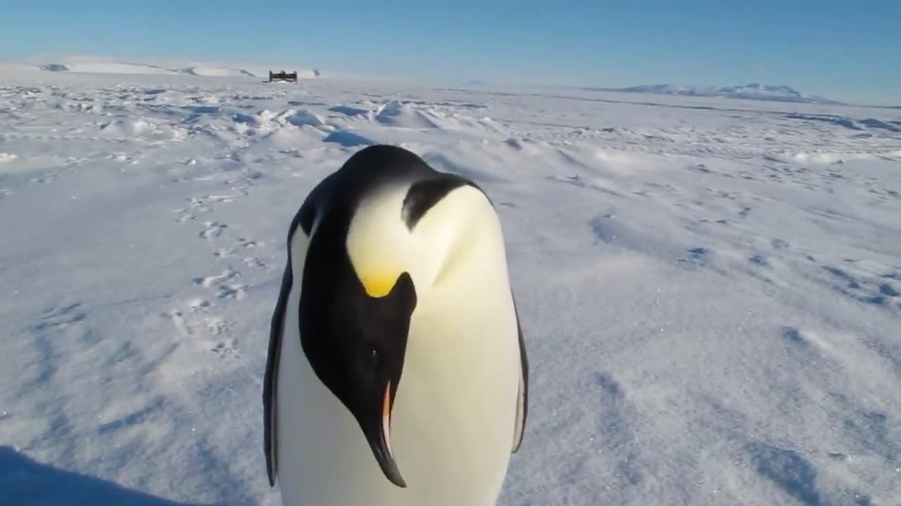 Happy little penguins, became a beautiful scenery!