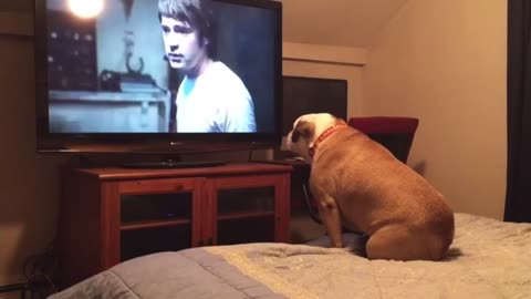 Bulldog watches horror movie, does something incredible during scary scene