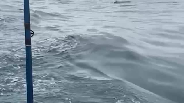 Whale Gets Too Close for Comfort