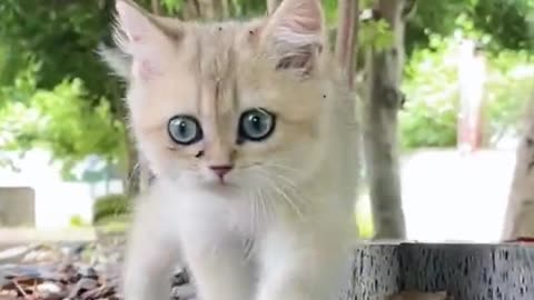Cat walking on Stones 🐈😺