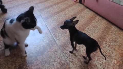 FUNNY CATS AND DOGS COMPILATION