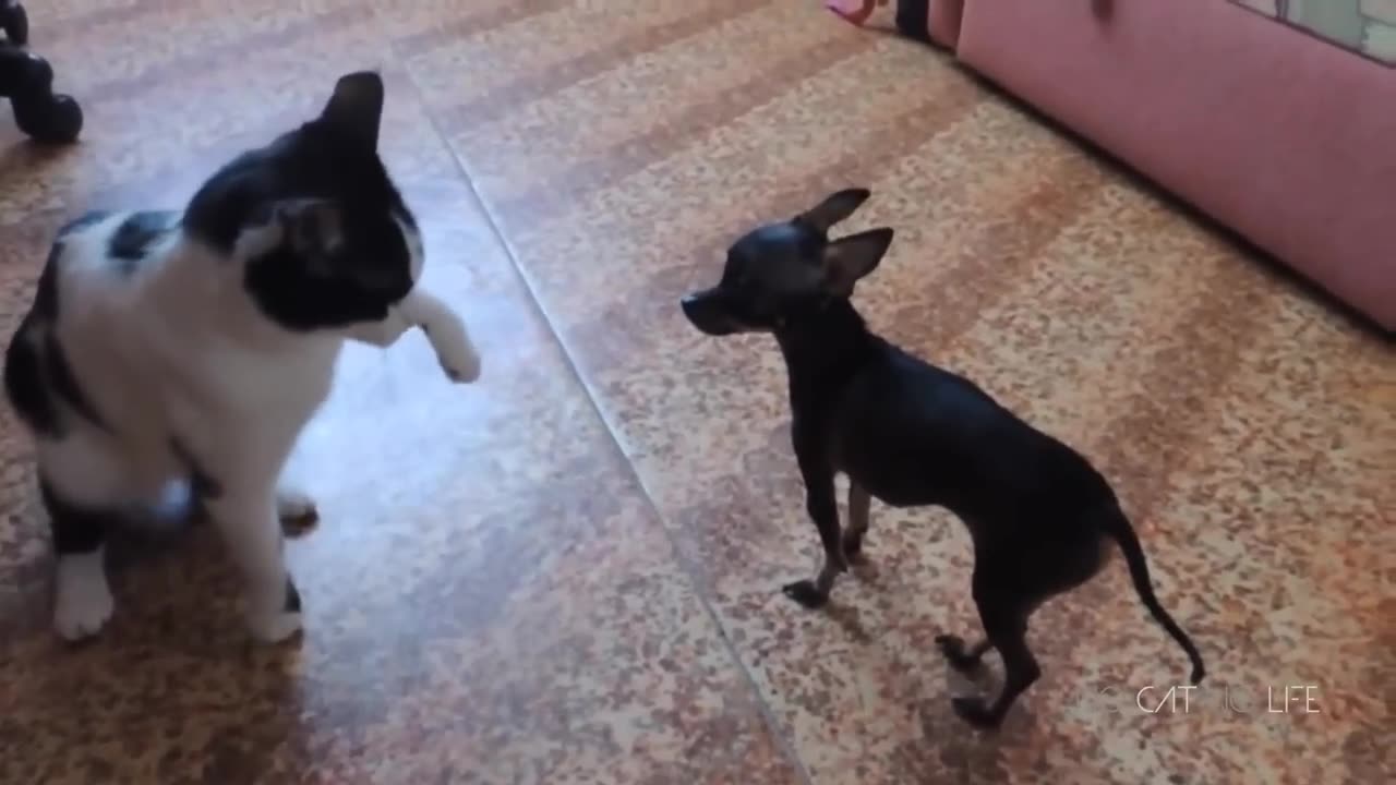 FUNNY CATS AND DOGS COMPILATION