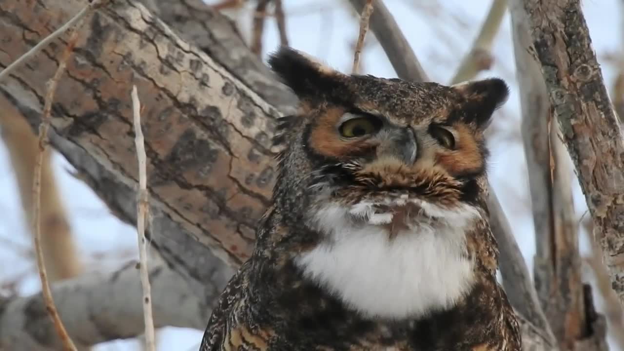 Great Horned Owl hooting