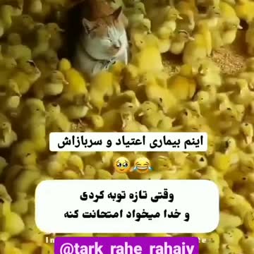 Pinto faz do gato sua mae