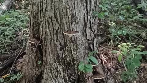 Mushrooms growing on a Tree