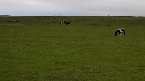 Wild ponies of Dartmoor. June 2022