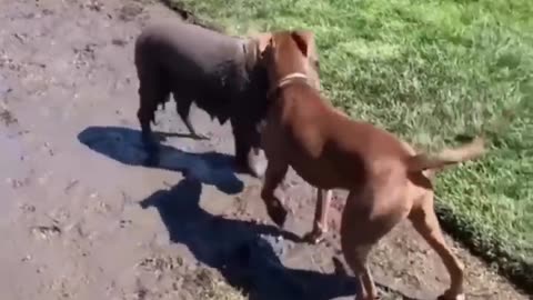 Dog and cat funny 🤣🤣🤣🤣 video 😅😅