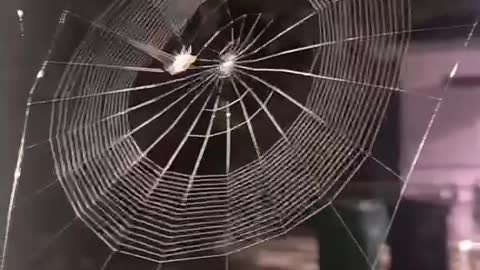 Spider web knitting | Don't miss this video