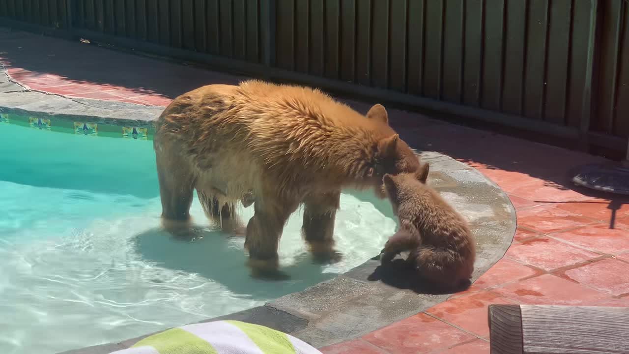 Mama Bear and Cub Use My Pool