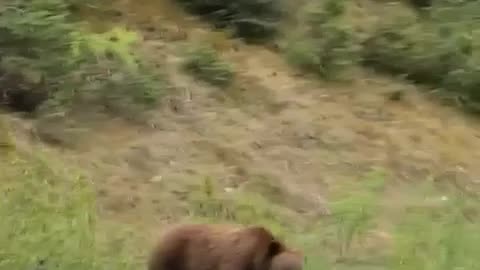 Grizzly drive by