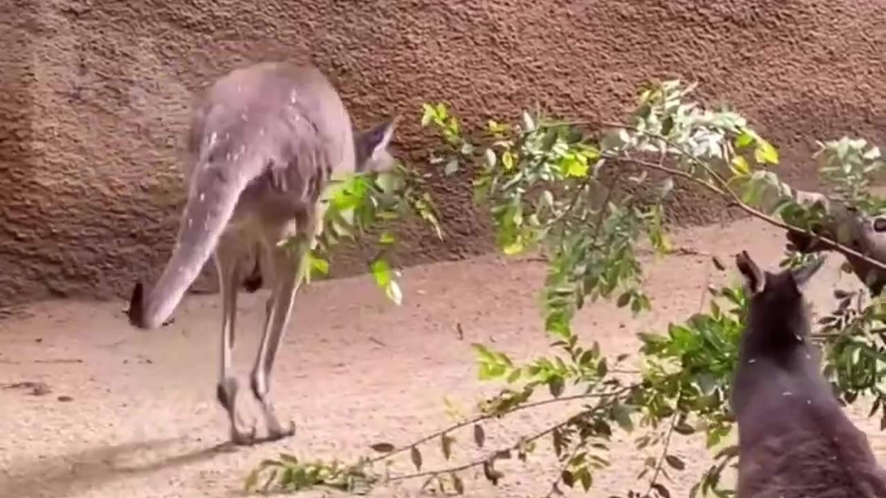 Kangaroo Jump Jump Around!