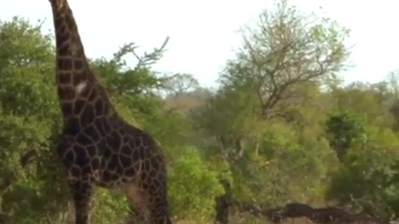 A magical encounter - the world's fastest and the world's tallest animals cross paths...