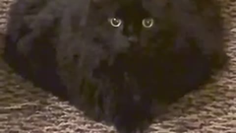 MEATLOAF — FAT CAT 🐈‍⬛