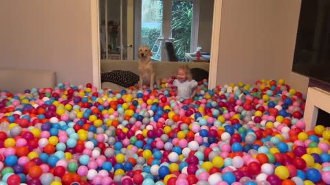 Golden Retriever Puppy Goes Crazy For Ball Pit! Baby Girl Helps Him ( Cutest Ever!!)