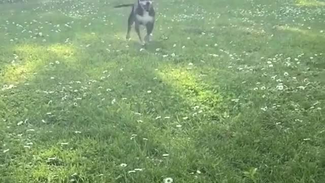 Look at them bounces