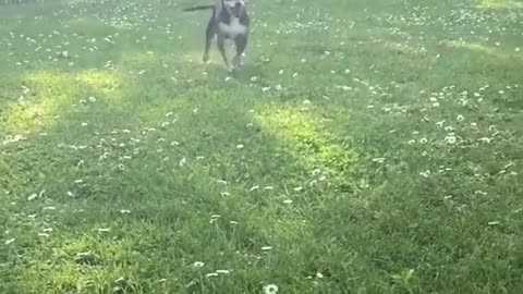 Look at them bounces