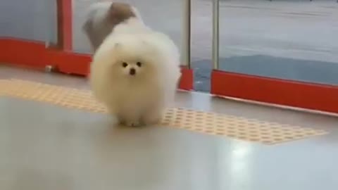 Dog cuteness is nice