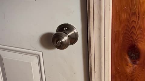 Polite Bear Closes Door When Asked