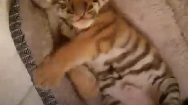 3-pound baby tiger get rescue