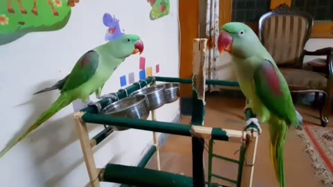 Parrots talking comes on hand. 🦜🦜❤️🦜❤️