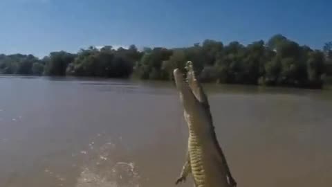The power in a crocodile's tail
