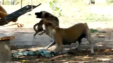 Troll Prank Dog Funny & fake Lion and Fake Tiger Prank To dog & Huge Box Prank to dog