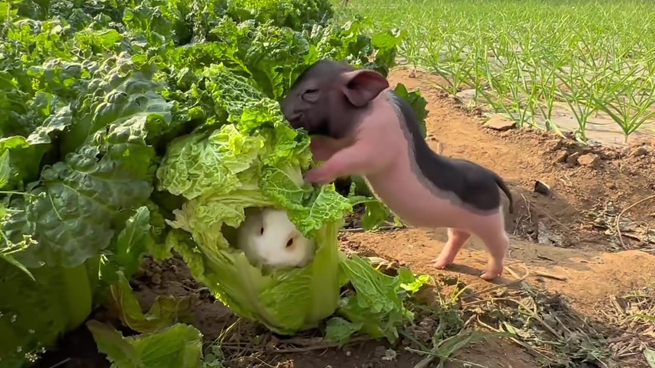 The rabbit's burrow got dug up by the pig.