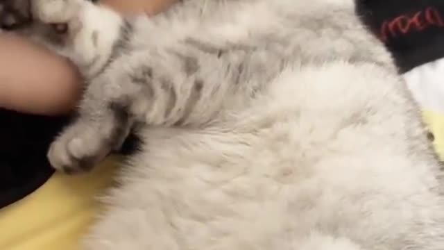 Cute Cat video