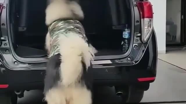 A dog that can't get on a car🤣🤣