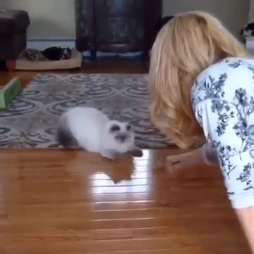 Gato muestra graciosamente reflejos de tipo ninja