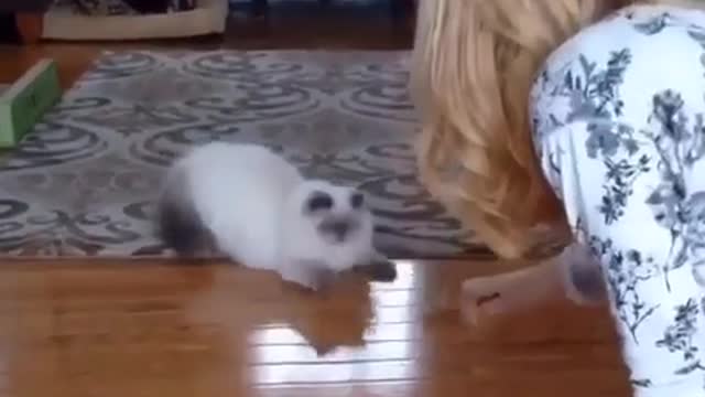Gato muestra graciosamente reflejos de tipo ninja