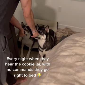 “Whats a command you unintentionally taught your dogs？