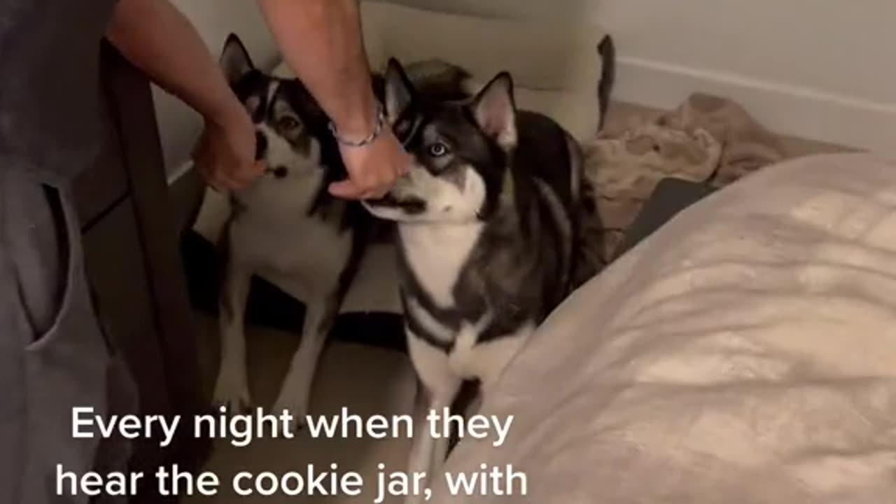 “Whats a command you unintentionally taught your dogs?