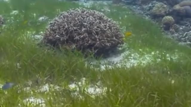 Tem um peixe escondido nesse vídeo. Já viu qual é 😮 #VidaNoAzul