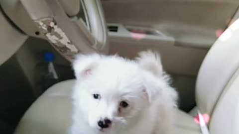 Adorable Pomeranian Playing - Guaranteed to Go Viral