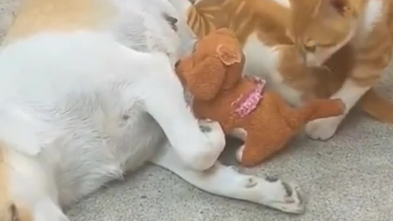 🐶funny dogs and cat 🐱