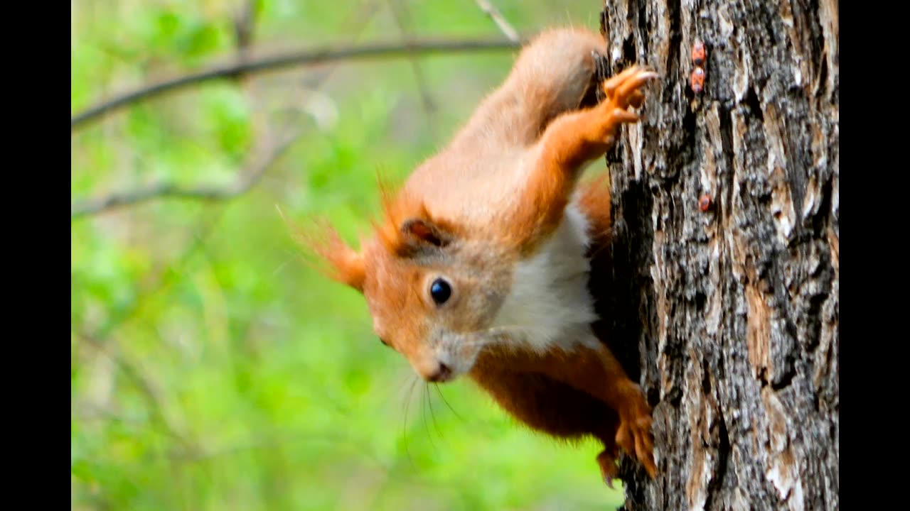 Wildlife that can be found in Berlin, Germany!