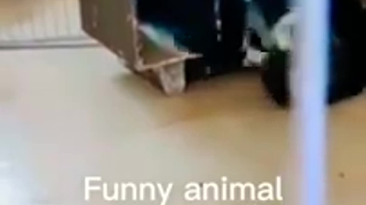 Funny animals video