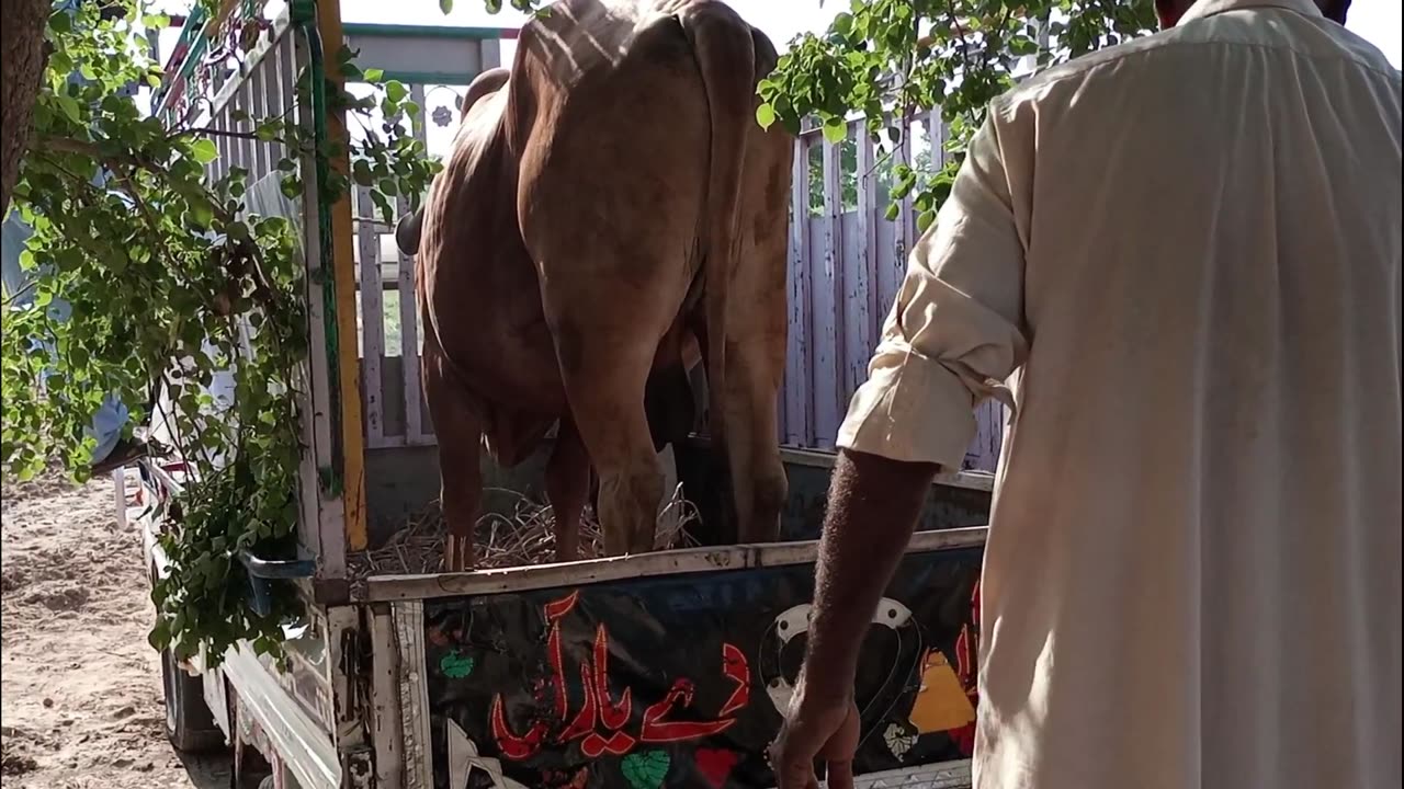 Qurbani Animal